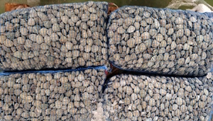 Deroga vongole, l'Alleanza Cooperative: "Salvati 140 milioni di euro di filiera e 20mila...